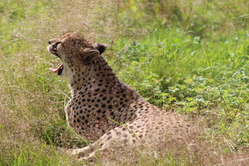 cheetah resting on the grass