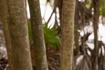 Amazing variety of lizards from exotic places, from Mexico to Philippines.