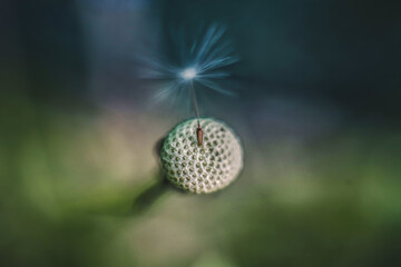 Single dandelion seed on flower