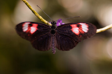 Resort in Key West with amazing range of butterflies and birds. 
Beautiful Butterflies in all shape and size.