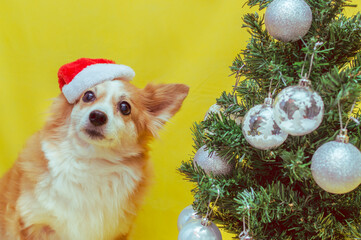 Portrait of a ginger dog in a Santa Claus hat with a Christmas tree on a yellow background