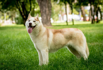 Naklejka na ściany i meble Portrait of cute husky dog at the park.