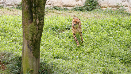 坂を疾走してくるチーター