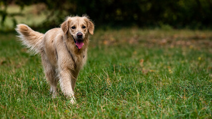 Fototapeta premium Portrait chien