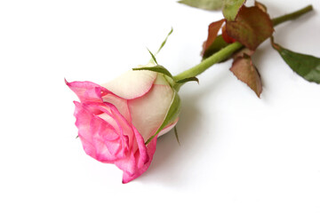 pink rose flower isolated on white background
