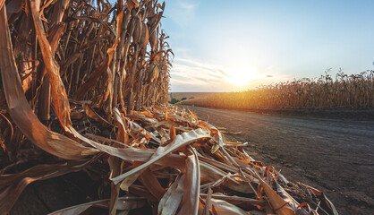 Cobs of ripe corn on the background of a field and a dirt road