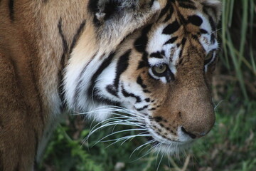 bengal tiger close up