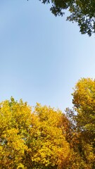 yellow autumn leaves