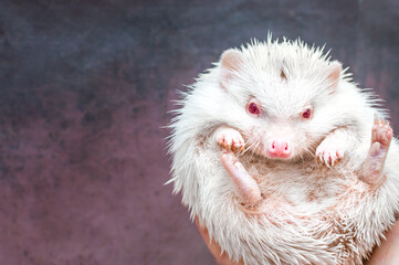 African hedgehog on a gray background albino white color close-up on a man's hand