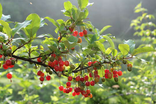 Ripe Autumn Olive Berries (Elaeagnus Umbellata) Growing On A Branch . Oleaster