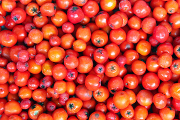 Background from red berries. Red rowan berries