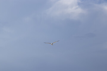 gabbiano che vola libero in mezzo al cielo