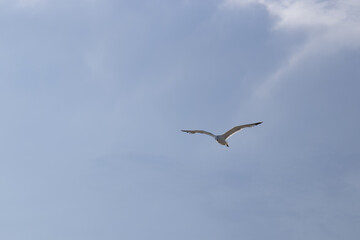 gabbiano che vola libero in mezzo al cielo