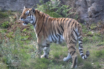 tiger walking in the grass