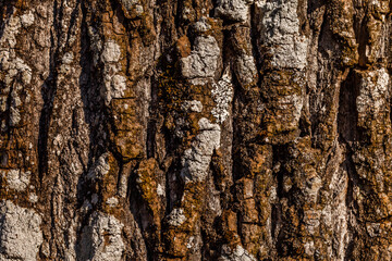 Old wood tree bark, texture background.