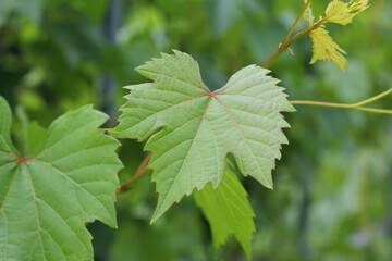 Fototapeta premium close up fresh Green grape leaves