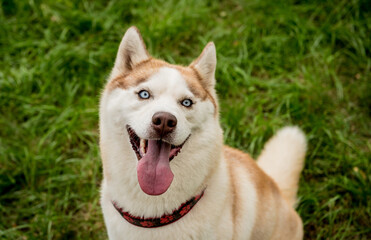 Portrait of cute husky dog at the park.