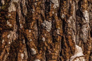 Old wood tree bark, texture background.