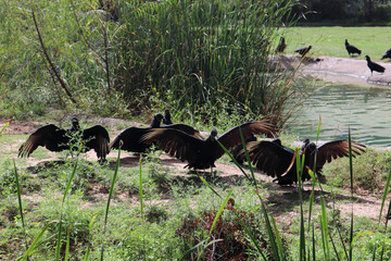 Black Vultures Wings Open Natural Habitat
