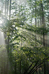świetlisty las bukowy, słoneczny poranek