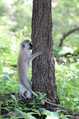 Obraz premium monkey kissing tree stub