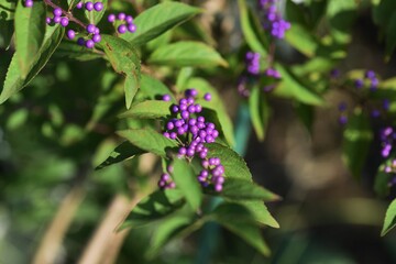 Callicarpa dichotoma berries / Lamiaceae deciduous tree