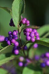 Callicarpa dichotoma berries / Lamiaceae deciduous tree