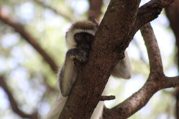 monkey hanging in tree