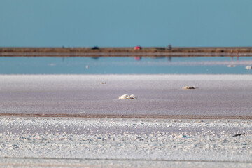 Salt pink lake surface close-up under blue sunny sky with reflection. Spa healthcare natural procedures in Ukraine, Henichesk