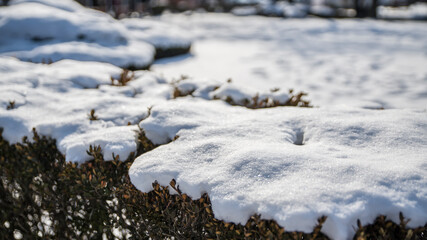 소복히 쌓인 새아햔 눈