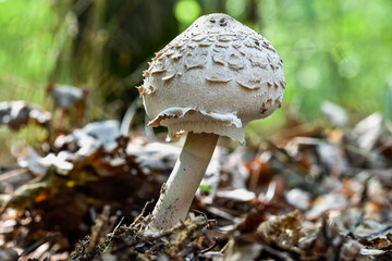 Mushroom (Macrolepiota excoriata) white in the middle of the forest