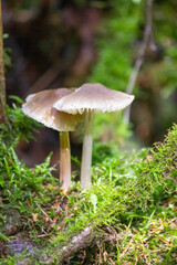 Toadstool mushroom in in moss on a fallen tree. Mushrooms close-up. nature background. forest.