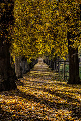 Tree alley in autumn sun