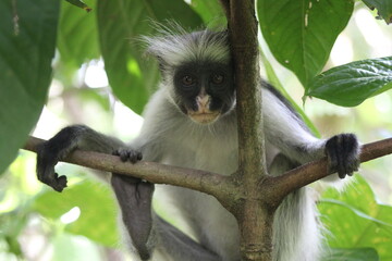 black and white colobus monkey 