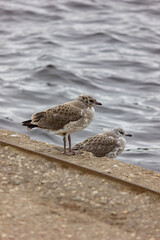 Chicks of seagulls on a pier near the water. Bird and sea close-up. Plumage. Wild birds background.