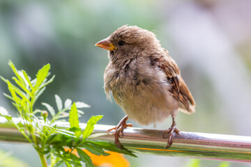 Male house sparrow. This bird is found in Europe and Asia. The bird is basking in the sun.