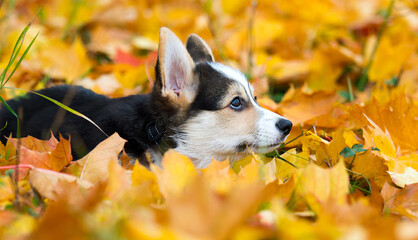 dog puppy lies in yellow autumn leaves, welsh corgi