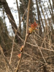 wild strawberry plant