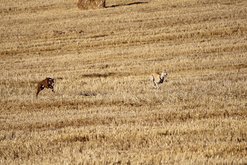Spanish greyhound in mechanical hare race in the countryside
