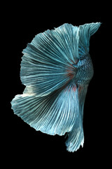 Texture oftail siamese fighting fish isolated on black background.;