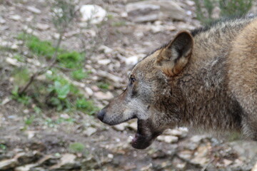 Naklejka premium iberian, animal, wild, europe, spain, gray, carnivore, nature, mammal, fauna, forest, wolf, lupus, grey, spanish, 