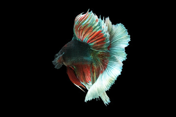 Double tail betta fish, siamese fighting fish, betta splendens (Halfmoon betta,Betta splendens Pla-kad (biting fish) isolated on black background.;