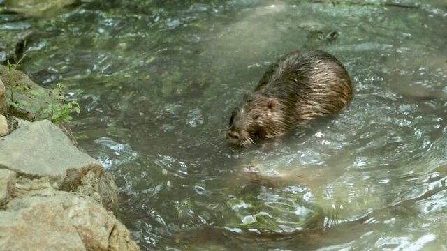 Lone beaver swimming in the stream. Sunny day in wild nature