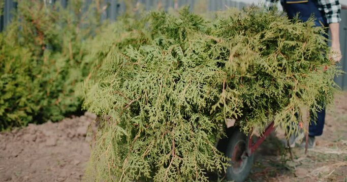 The worker carries the tui saplings on the wheelbarrow. Greening the territory of a private house