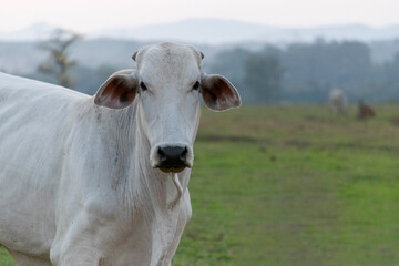 Fototapeta na wymiar Nelore cattle in the farm pasture.