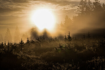 Foggy morning in mountain forest