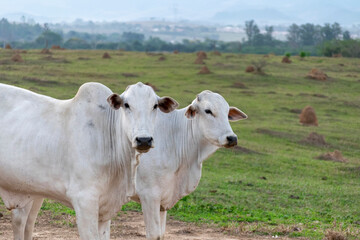 Nelore cattle in the farm pasture.