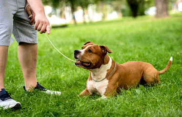 Owner trains the american staffordshire terrier at the park.