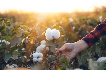 Young farmer woman harvests a cotton cocoon in a cotton field. The sun goes down in the background. - obrazy, fototapety, plakaty