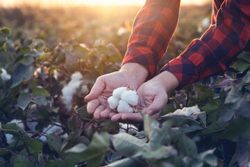 Young farmer woman holding a cotton cocoon in the palm of her hand in a cotton field. The sun goes down in the background.